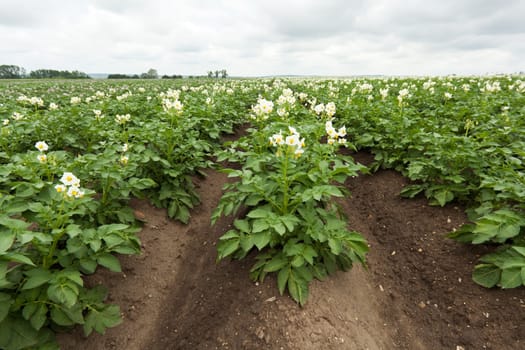 Agriculture Potato,Edible Tuber Planting in a Field