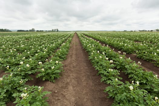 Agriculture Potato,Edible Tuber Planting in a Field