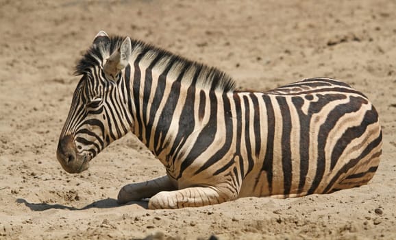 Zebra