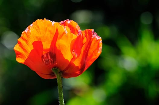 Poppy Flames