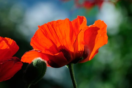 Poppy Flames