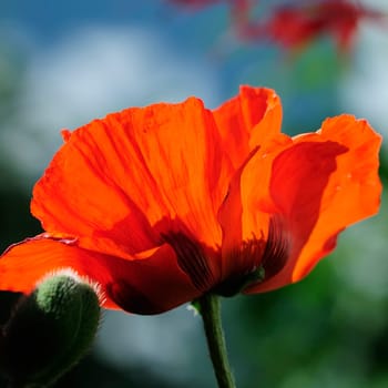 Poppy Flames