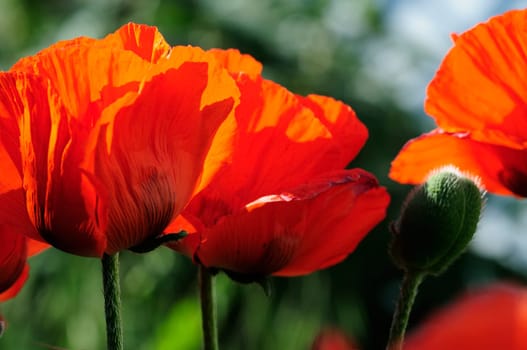 Poppy Flames