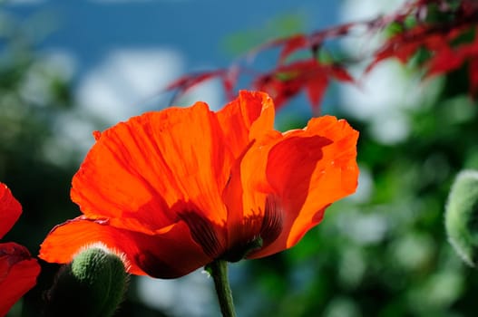 Poppy Flames