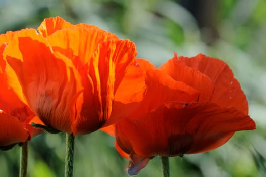 Poppy Flames
