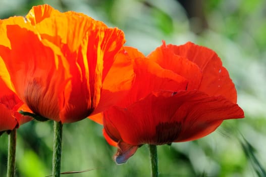 Poppy Flames