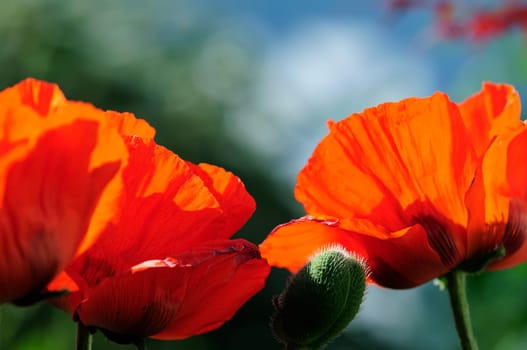 Poppy Flames
