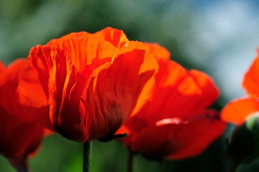 Poppy Flames