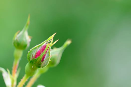 rambler rose