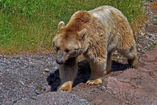 Brown bear