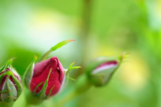 rambler rose