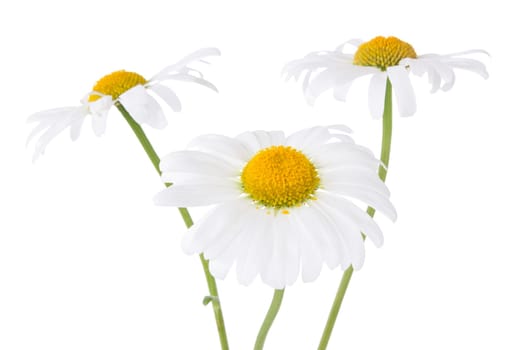 three daisy flowers isolated on white background