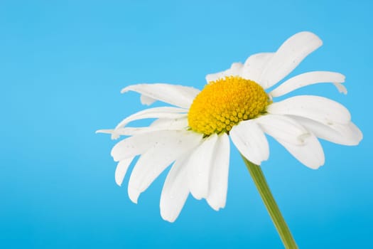 daisy flower  isolated over a  blue background
