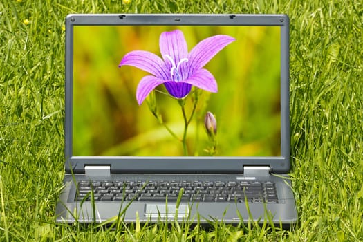 Laptop computer with beautiful flower  on screen