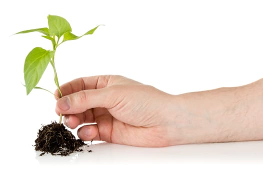 Young plant in hand over a white background