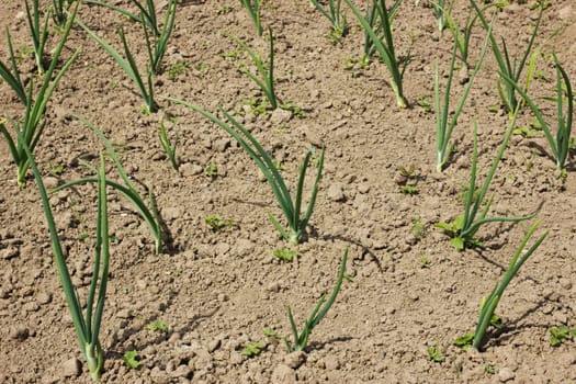 Agriculture and gardening. Field with organically growing onions