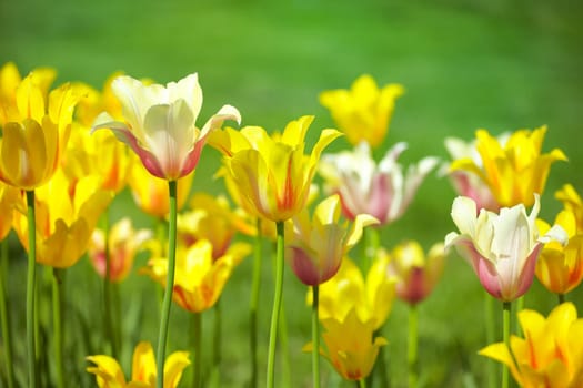 Beautiful yellow tulips against green in springtime in a park.