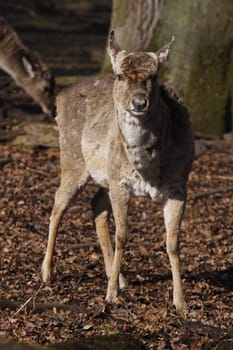 Fallow deer