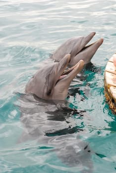Dolphins