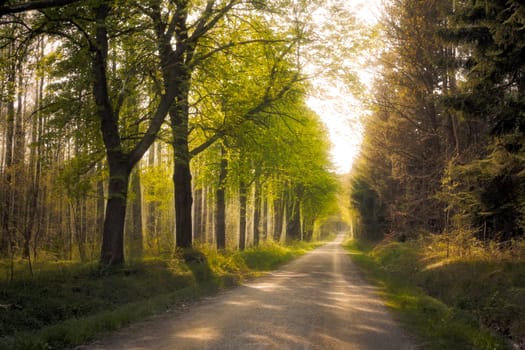 forest path