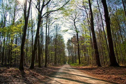 forest path