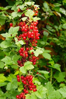 Red currants