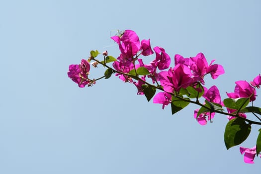 Bunch of pink bougainvillea flowers isolated on blue sky