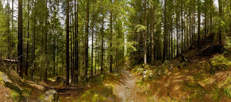 Mountain protection forest