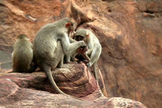 Mother ape picking lice from hair of young one