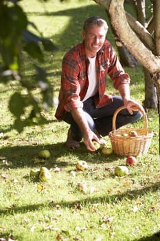 Man collecting apples off the ground