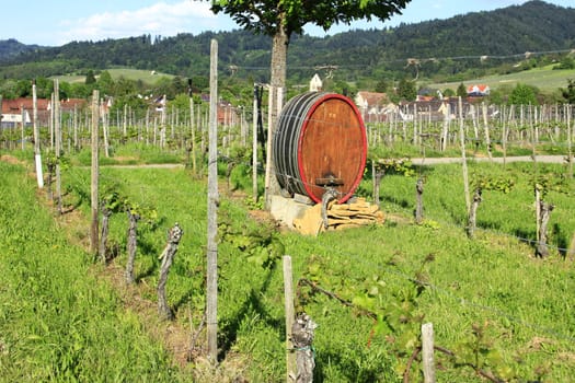 Wine barrel in the vineyards at the Kaiserstuhl,Baden-Württemberg,Germany