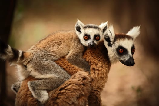 Ring-tailed lemurs