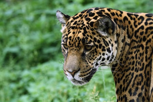 Jaguar