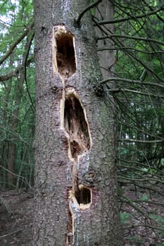 Spruce with woodpecker caves