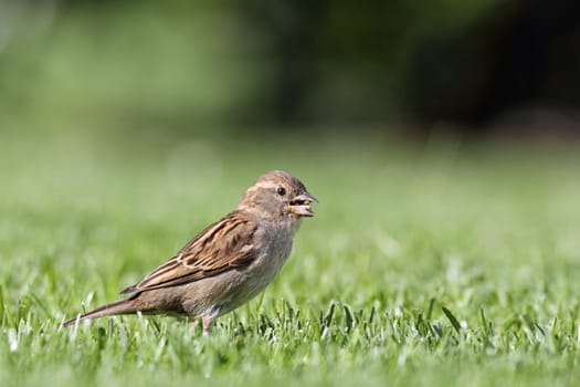Female house sparrow (Passer domesticus) foraging on the lawn