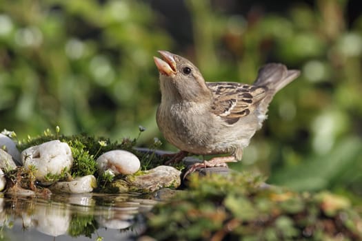 Female house sparrow (Passer domesticus) at the bird bath