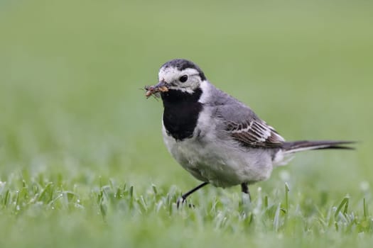 White wagtail (Motacilla alba) foraging on the lawn