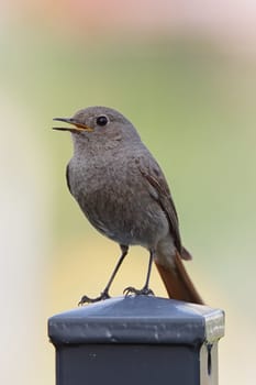 Female redstart (Phoenicurus ochruros) sitting on a garden fence