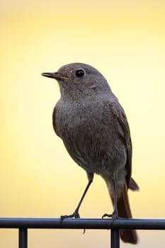 Female redstart (Phoenicurus ochruros) sitting on a garden fence