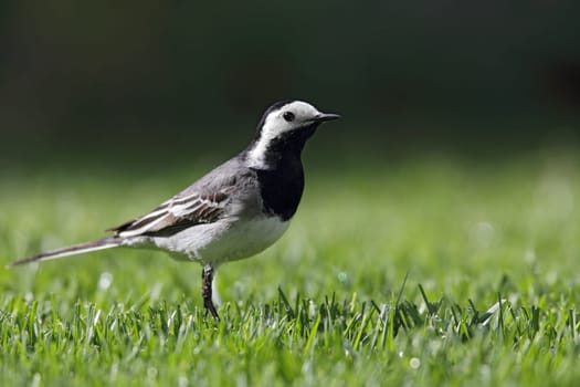 White wagtail (Motacilla alba) foraging on the lawn
