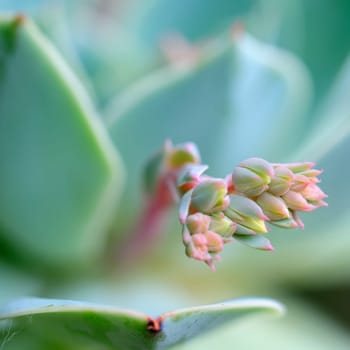 Sedum cauticulum