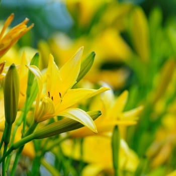 Daylilies