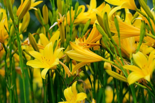Daylilies