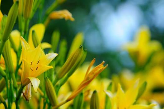 Daylilies