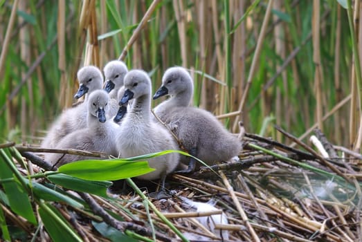 The Swans (Cygnini)