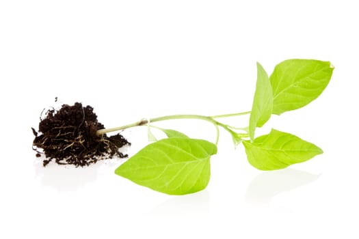 new plant with soil over a white background