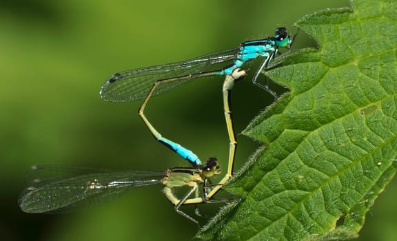 Small pitch dragonflies at the mating wheel