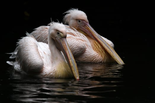 PelikanDuo