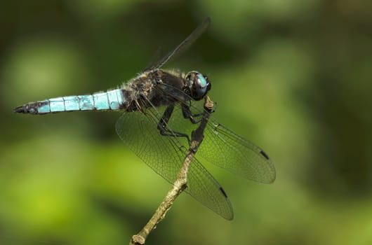 Libellula fulva