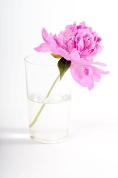 Beautiful pink peony isolated on white, studio shooting